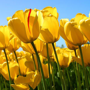 Meet your Posher, Jasroz singh